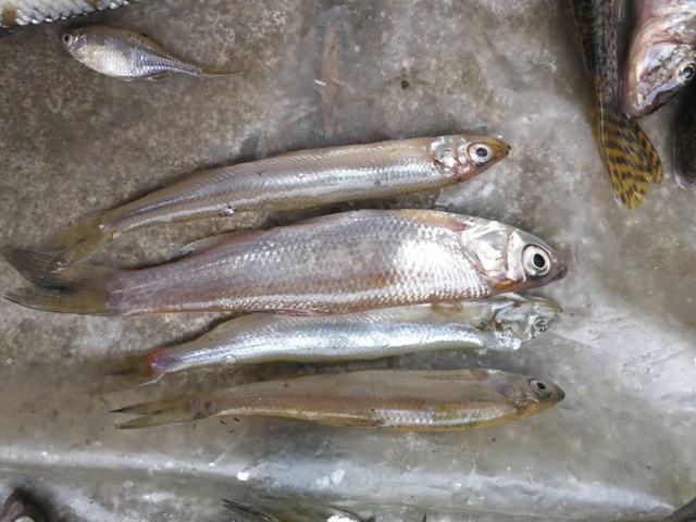 《古墓丽影:暗影》推出经典套装 玩家对此表示很失望‘熊猫体育’(图1) xiongmao体育