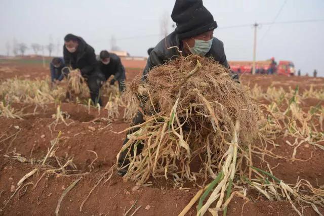 艾登·奥尼尔将加盟布里斯班狮吼“xiongmao体育”(图2) xiongmao体育