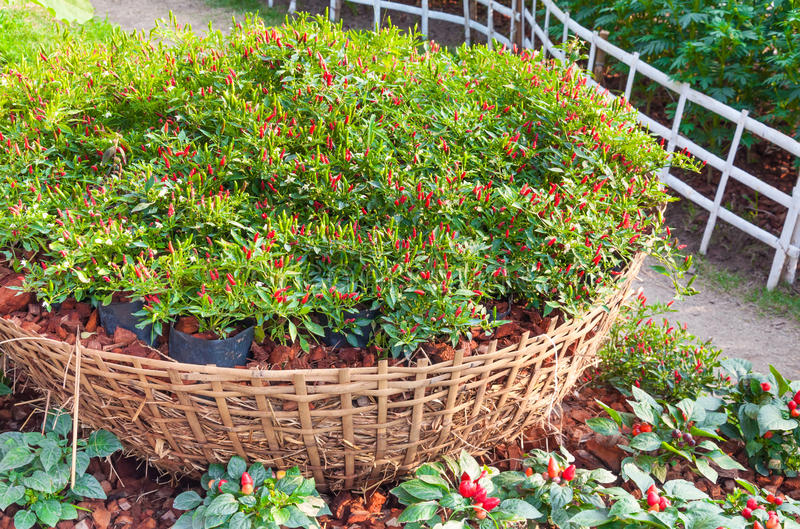 《层层恐惧2》5月28日发售 灵异鬼船刺激你的肾上腺:panda sports(图1) 熊猫体育