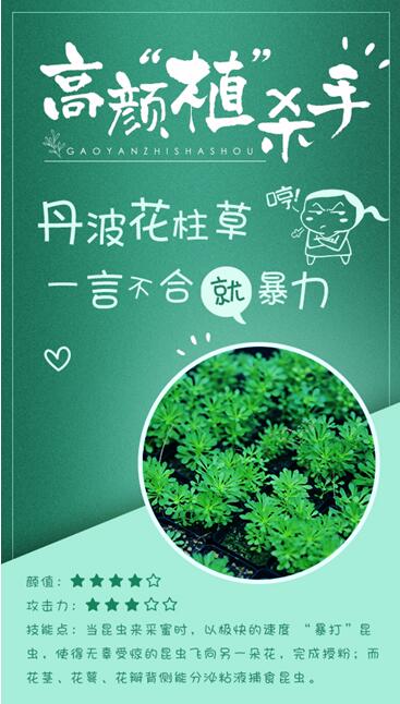 熊猫体育-《吹落的树叶》十八集讲了什么?nira人妖身份曝光(图1) panda sports