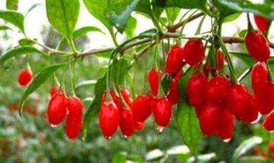 熊猫体育：
女人担忧老太快 推荐吃3种食物 滋阴补肾 排毒刮油 气色好(图3)